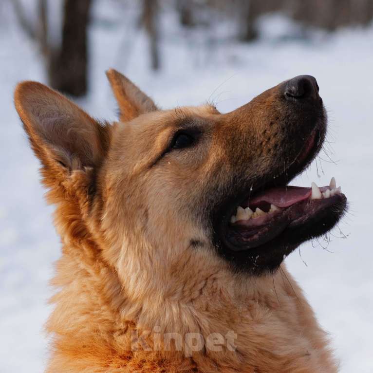 Собаки в Москве: Талеб Мальчик, Бесплатно - фото 3