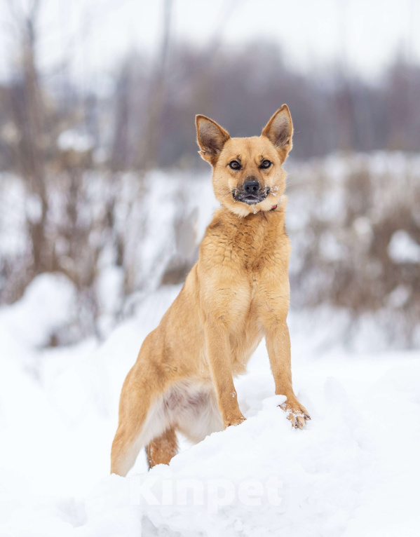 Собаки в Москве: Рыжая Фокси ищет дом Девочка, Бесплатно - фото 8