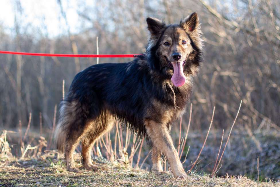 Собаки в Балашихе: Очаровательный метис овчарки Мирон ищет семью Мальчик, Бесплатно - фото 2