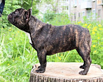 Собаки в Ярославле: Малышка французского бульдога  Девочка, 50 000 руб. - фото 2