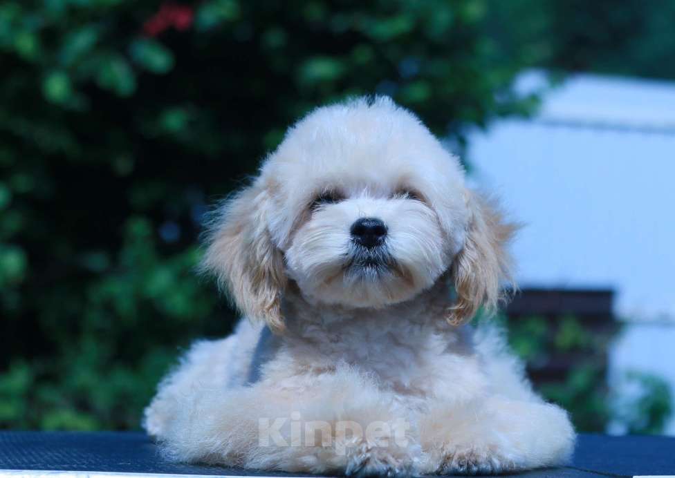 Собаки в Москве: мальтипу Ф1 щенки Мальчик, 70 000 руб. - фото 7