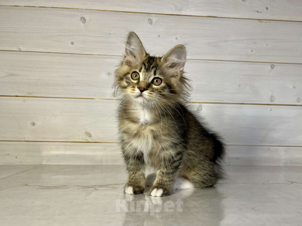 Кошки в других городах Московской области: Pixel of Rufus vallis Мальчик, 50 000 руб. - фото 4