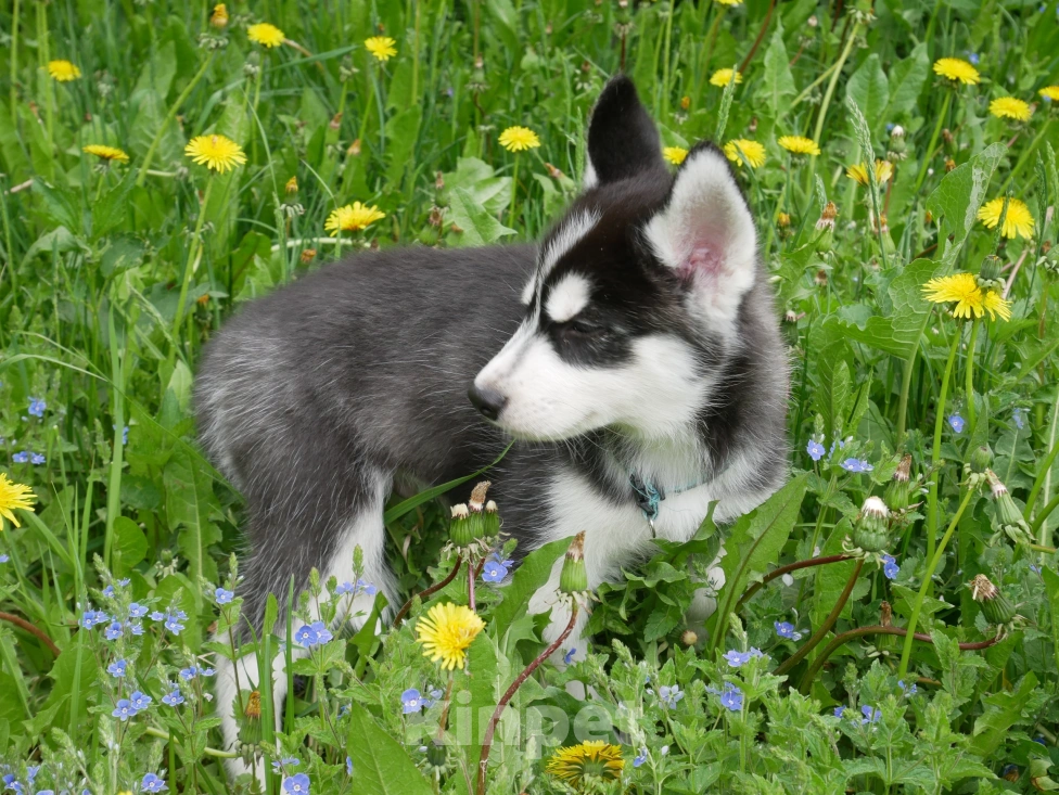 Собаки в Раменском: Щенки хаски Мальчик, 25 000 руб. - фото 4