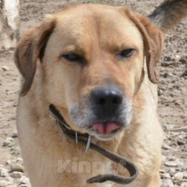 Собаки в Москве: Жорж Мальчик, Бесплатно - фото 3