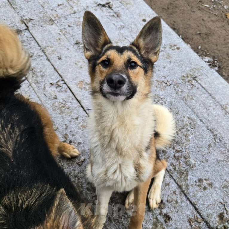 Собаки в Клине: Кокос — добрый и звонкий мальчишка в поисках самого лучшего хозяина Мальчик, Бесплатно - фото 2
