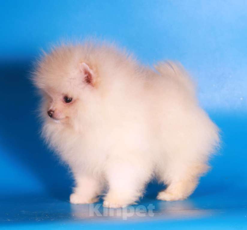 Собаки в Москве: померанский шпиц мини девочка дл души Девочка, 40 000 руб. - фото 5