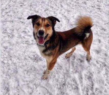 Собаки в Москве: Арамис Мальчик, Бесплатно - фото 3