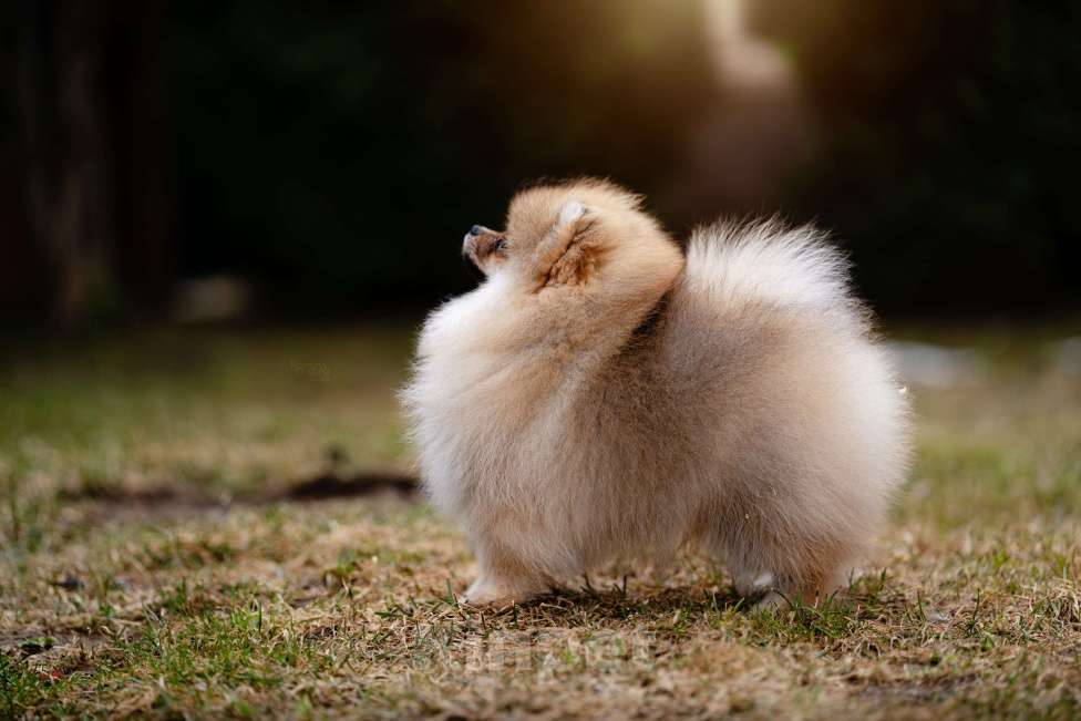 Собаки в Видном: Померанский шпиц Мальчик, 50 000 руб. - фото 2