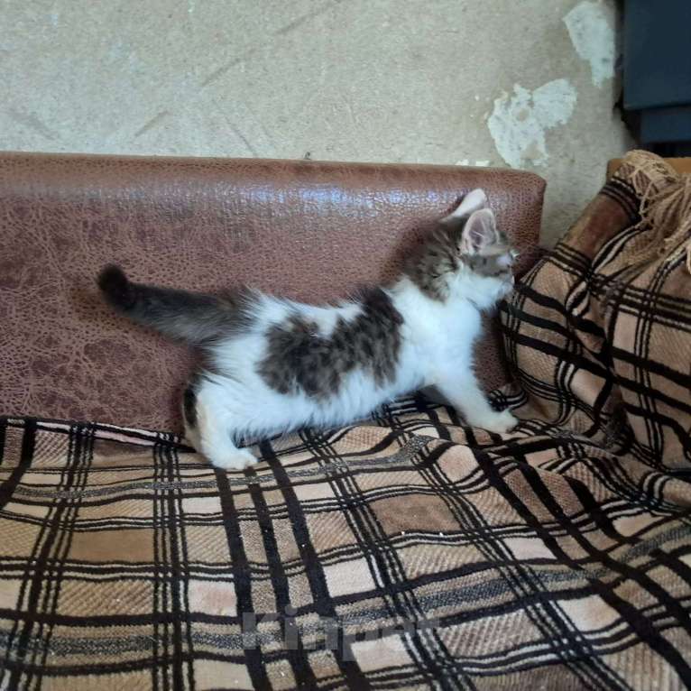 Кошки в Красногорске: Котенок Матвей 2,5 месяца очень нуждается в родителях  Мальчик, Бесплатно - фото 3