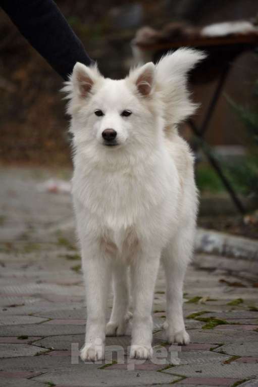 Собаки в Москве: Ненецкая оленегонная лайка, кобель Амур. Мальчик, 60 000 руб. - фото 7