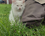 Кошки в Пензе: Белоснежный котёнок,девочка, Девочка, 1 руб. - фото 1