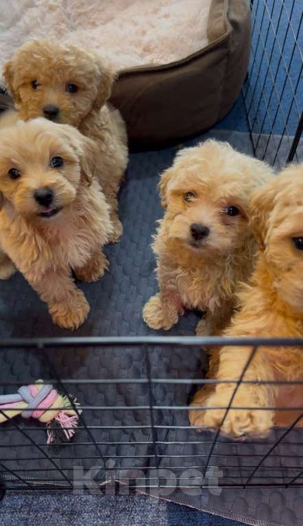 Собаки в Москве: Малыши Мальтипу  Девочка, 50 000 руб. - фото 1