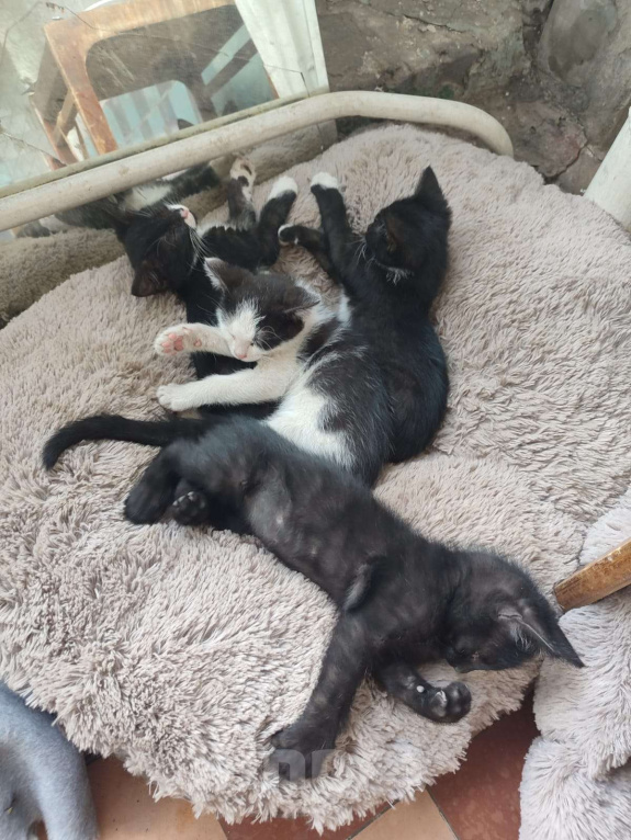 Кошки в Москве: Чери Девочка, Бесплатно - фото 4