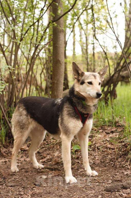 Собаки в Москве: Литен ищет дом Девочка, Бесплатно - фото 3