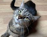 Кошки в Москве: Добрейшей души котейка Душенька Девочка, Бесплатно - фото 1