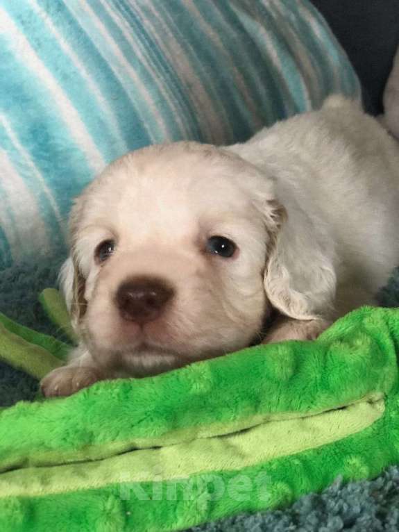 Собаки в Москве: Цезарь из Уникальной Коллекции Мальчик, Бесплатно - фото 2