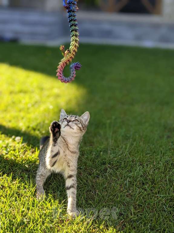 Кошки в Апрелевке: Ласковый котенок ищет дом  Мальчик, Бесплатно - фото 5