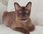 Кошки в Тюмени: Бурма котёнок Мальчик, 35 000 руб. - фото 1