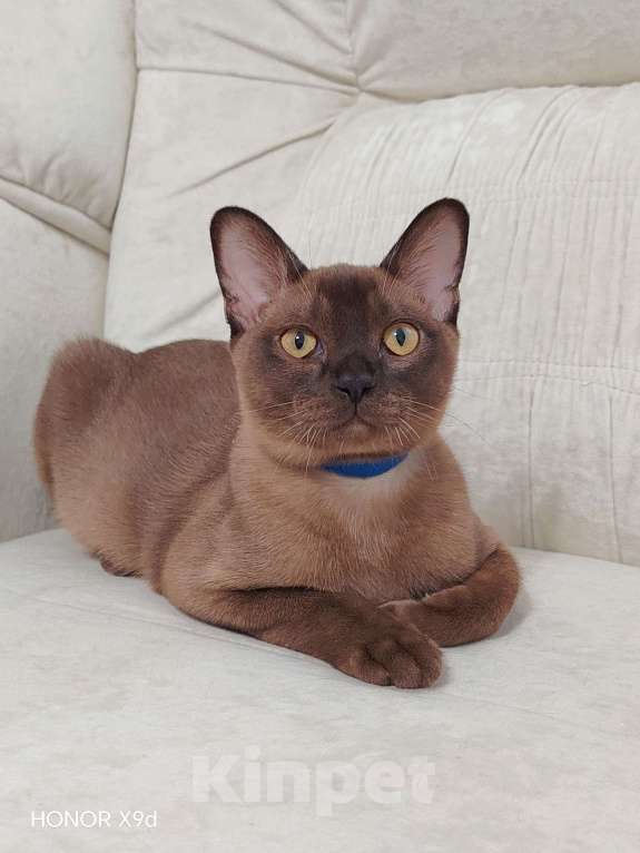 Кошки в Тюмени: Бурма котёнок Мальчик, 35 000 руб. - фото 1