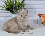 Кошки в Санкт-Петербурге: Британская кошечка тёплого лилового окраса Девочка, 18 000 руб. - фото 9