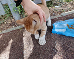Кошки в Химках: Котёнок ищет дом Мальчик, Бесплатно - фото 1