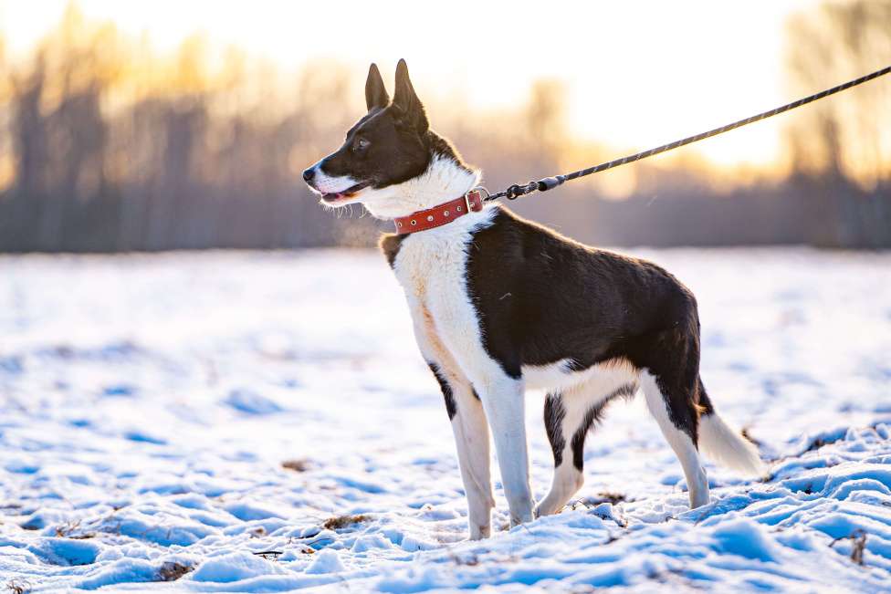 Собаки в Клине: Джоли - звёздная собачка Девочка, Бесплатно - фото 5
