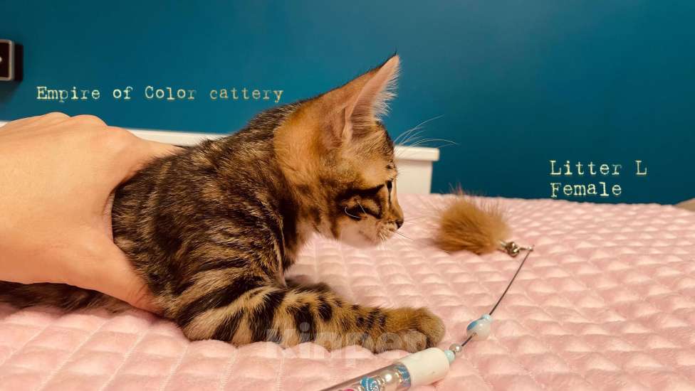 Кошки в Краснодаре: Лаура. Бенгальская кошечка Девочка, 65 000 руб. - фото 4