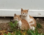 Кошки в Москве: Котята бобтейлы в добрые руки Мальчик, Бесплатно - фото 1