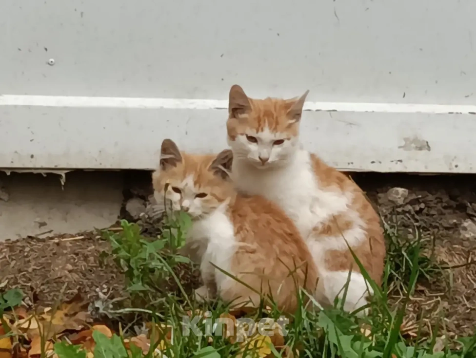 Кошки в Москве: Котята бобтейлы в добрые руки Мальчик, Бесплатно - фото 1
