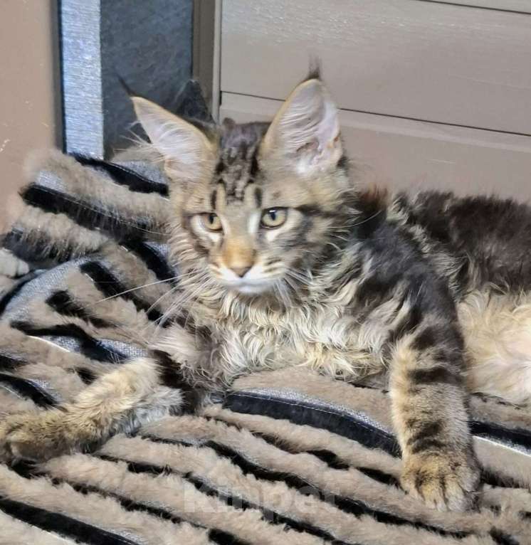 Кошки в Санкт-Петербурге: Котята мейн куны мальчики Мальчик, 45 руб. - фото 3