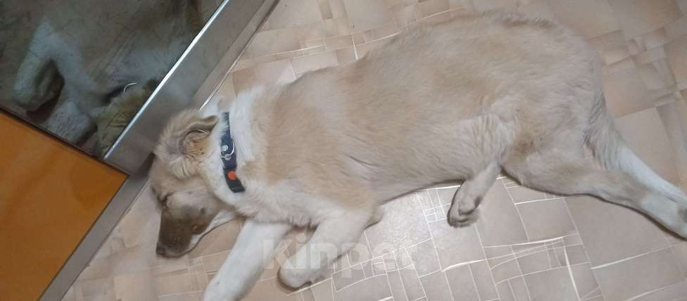 Собаки в Самаре: Отдам в добрые руки Мальчик, Бесплатно - фото 3