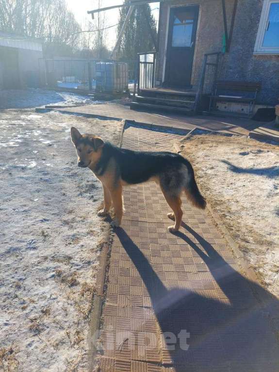 Собаки в других городах Московской области: Добряк Грэм  Мальчик, Бесплатно - фото 4