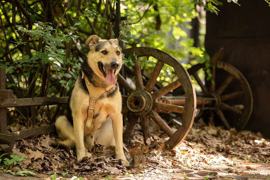 Собаки в Москве: Барри ищет своего человека! Мальчик, Бесплатно - фото 3