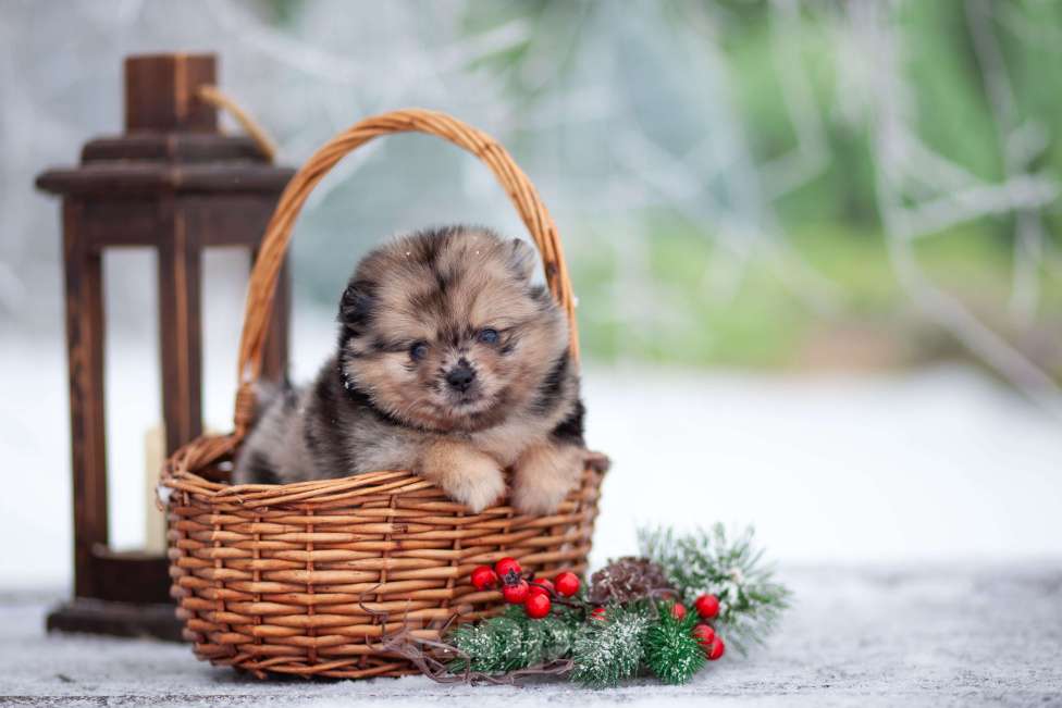 Собаки в Москве: Девочка померанского шпица мини Девочка, 60 000 руб. - фото 3