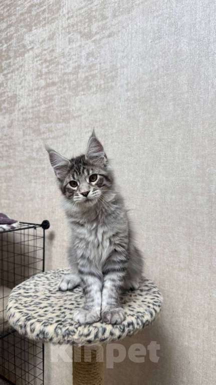 Кошки в Москве: Clint Eastwood  Мальчик, 65 000 руб. - фото 1