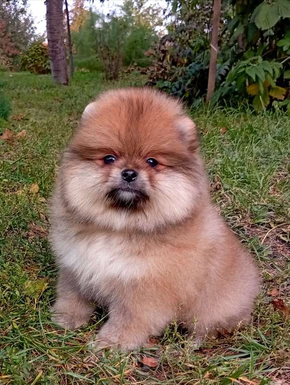 Собаки в Воронеже: Помера Мальчик, 50 000 руб. - фото 2