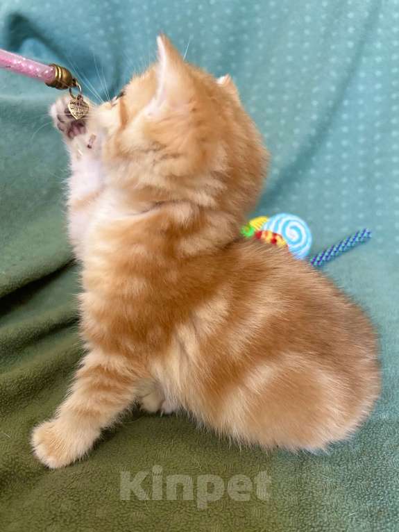 Кошки в Москве: Золотая мраморная шиншилла Девочка, 80 000 руб. - фото 3