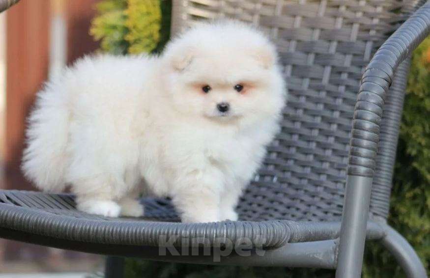 Собаки в Москве: Померанский шпиц мини микро Девочка, Бесплатно - фото 2