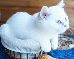 Кошки в Москве: Британский котенок золотистая шиншилла колор-пойнт мальчик Мальчик, 15 000 руб. - фото 2
