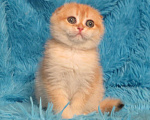 Кошки в Москве: роскошная золотая шиншилла Девочка, Бесплатно - фото 4