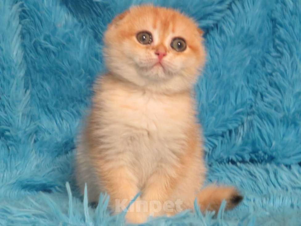 Кошки в Москве: роскошная золотая шиншилла Девочка, Бесплатно - фото 4