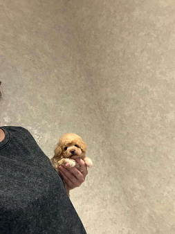 Мальтипу мини