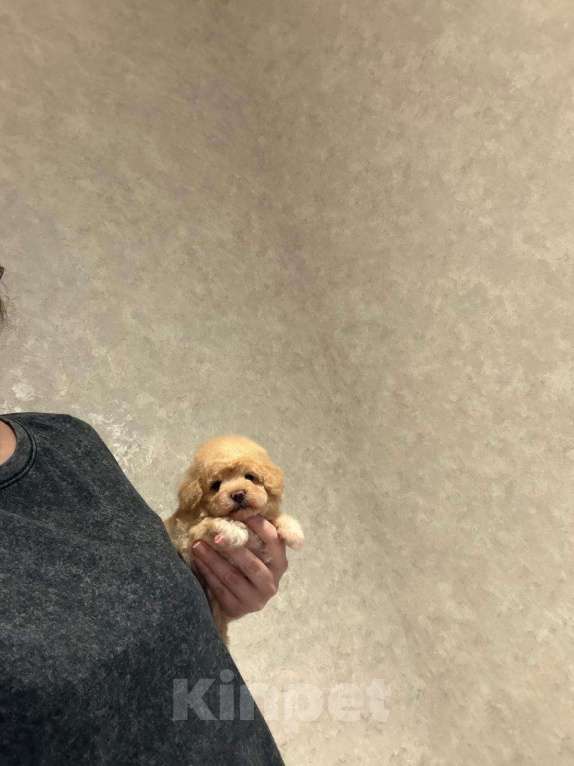 Собаки в Москве: Мальтипу мини Девочка, 80 000 руб. - фото 1