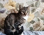 Кошки в Санкт-Петербурге: Котёнок ищет дом Девочка, 100 руб. - фото 4