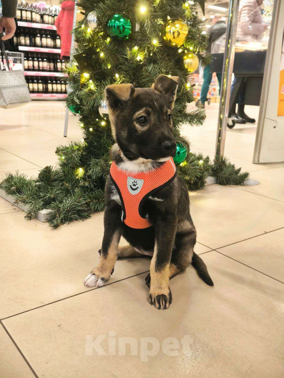 Собаки в Москве: Очаровательная малышка в поиске дома. Девочка, Бесплатно - фото 2
