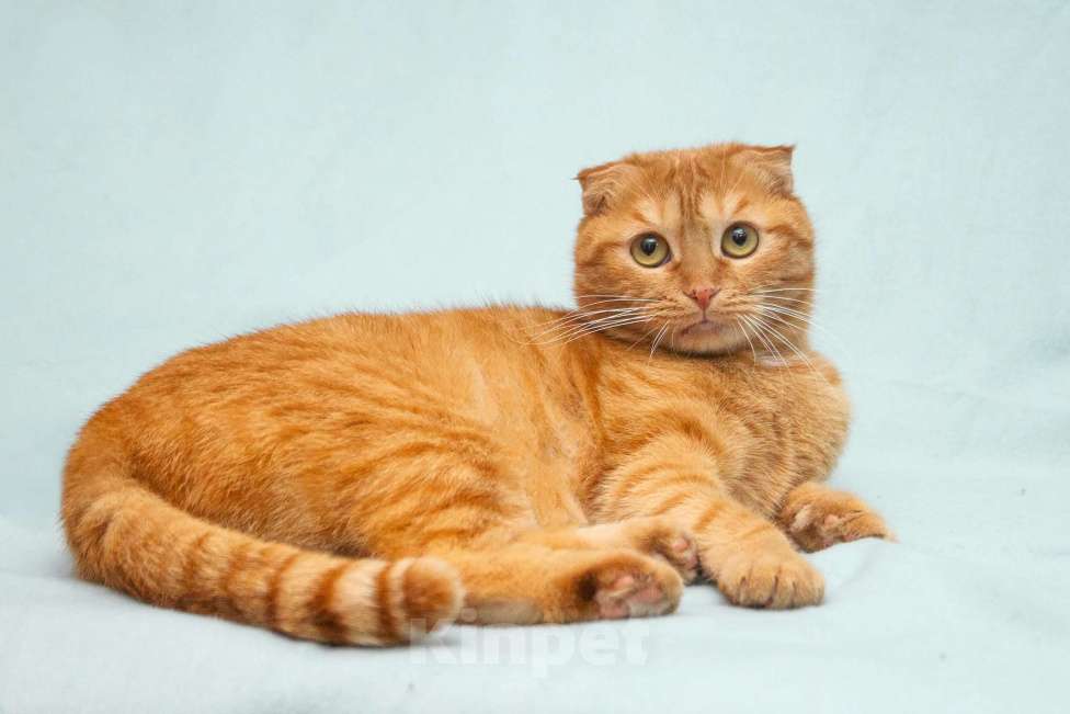 Кошки в Москве: Рыжая шотландская вислоухая кошка Манго в добрые руки Девочка, 1 руб. - фото 1