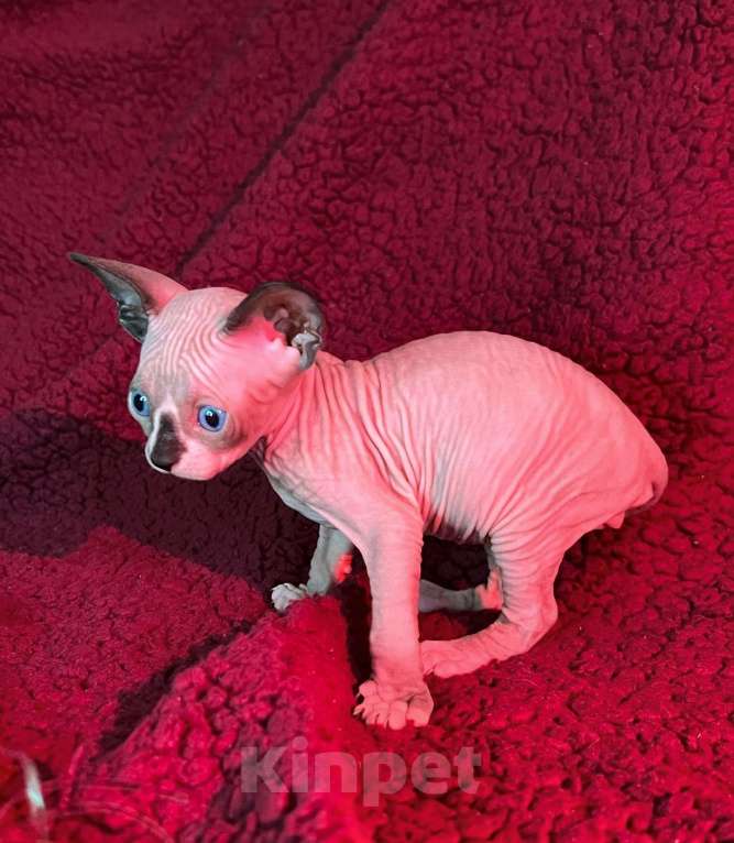 Кошки в Воронеже: Канадский сфинкс котёнок Мальчик, 15 000 руб. - фото 5