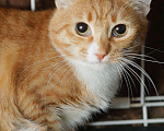 Кошки в Санкт-Петербурге: Котенок Имбирь  Мальчик, Бесплатно - фото 3