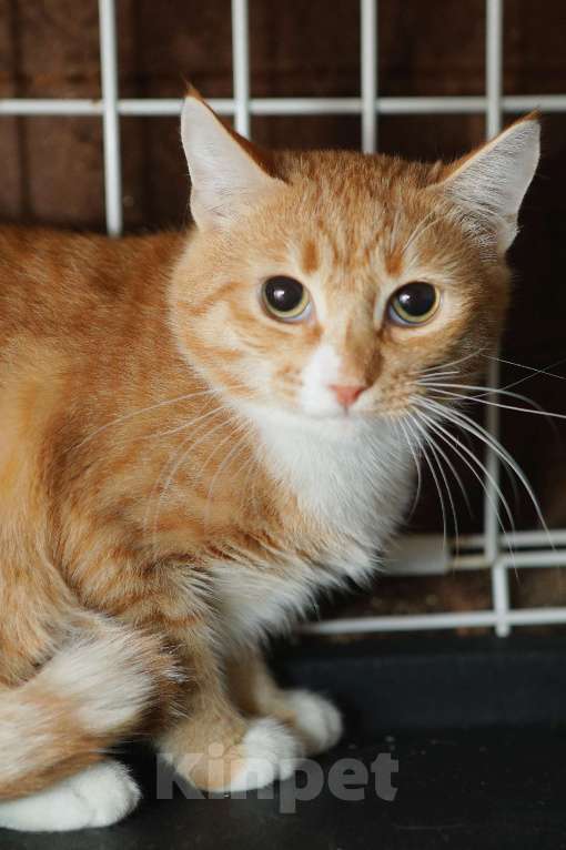 Кошки в Санкт-Петербурге: Котенок Имбирь  Мальчик, Бесплатно - фото 3