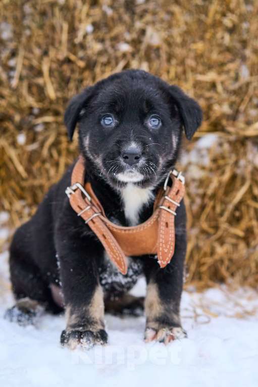 Собаки в Москве: щенок Веня ищет семью Мальчик, Бесплатно - фото 2